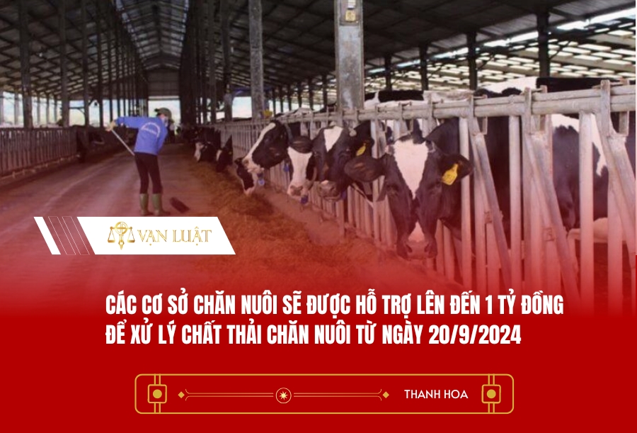 Các cơ sở chăn nuôi sẽ được hỗ trợ lên đến 1 tỷ đồng để xử lý chất thải chăn nuôi từ ngày 20/9/2024
