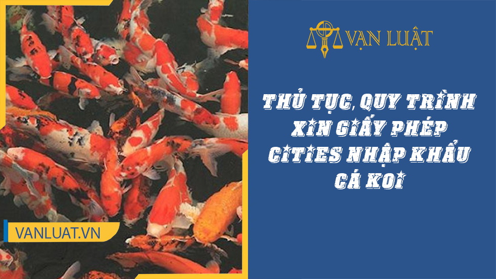 Thủ tục, quy trình xin giấy phép cities nhập khẩu cá koi